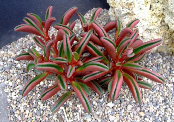 红边椒草花语寓意