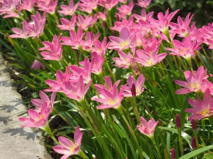 韭兰为什么是无情的花