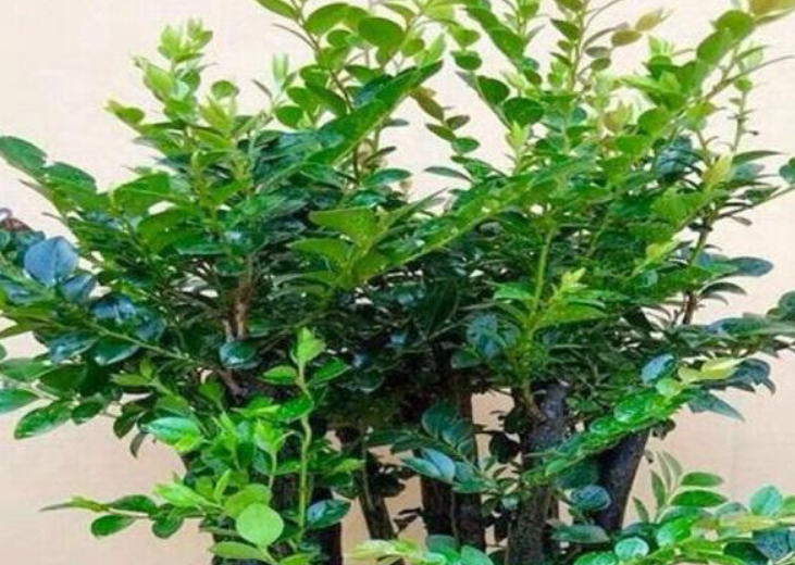 家里养小叶紫檀树好吗