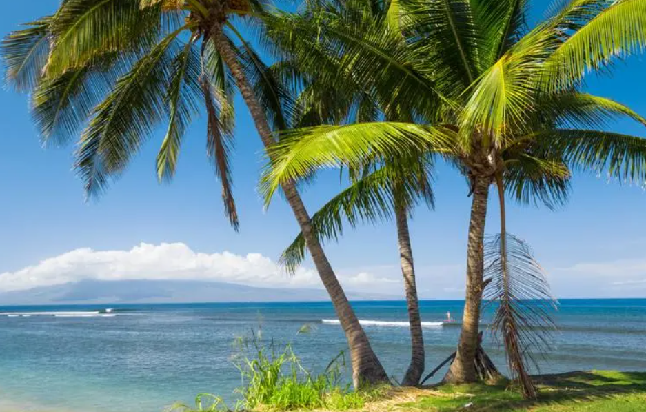 种椰子树为什么要放盐