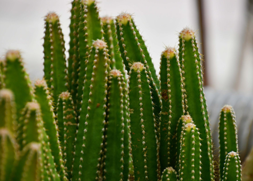 仙人柱用什么样的花盆