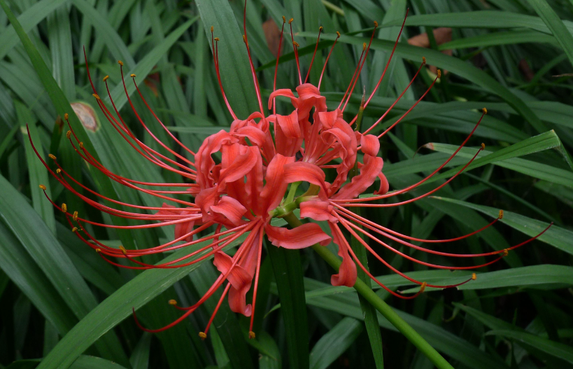 石蒜花的养殖方法