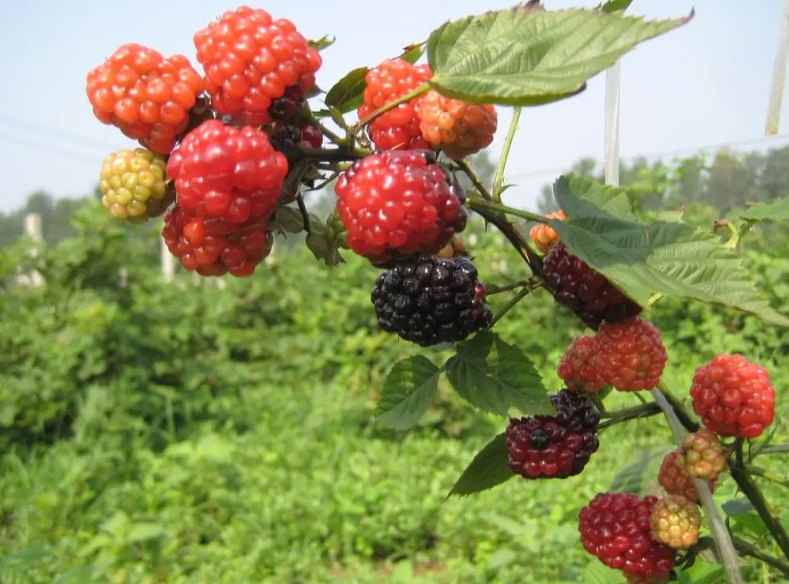 树莓长霉了可以吃吗