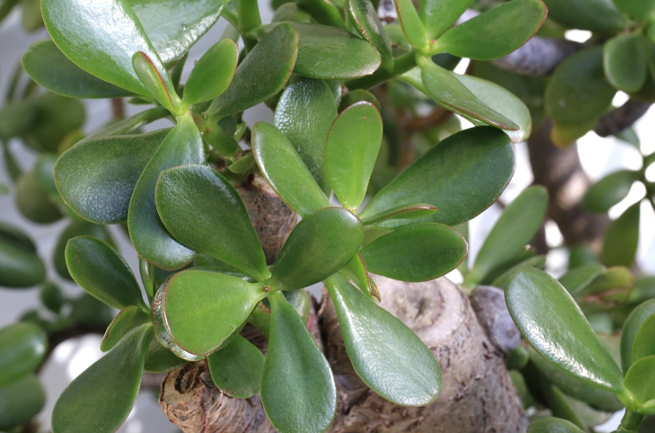 玉树怎么养才能粗壮