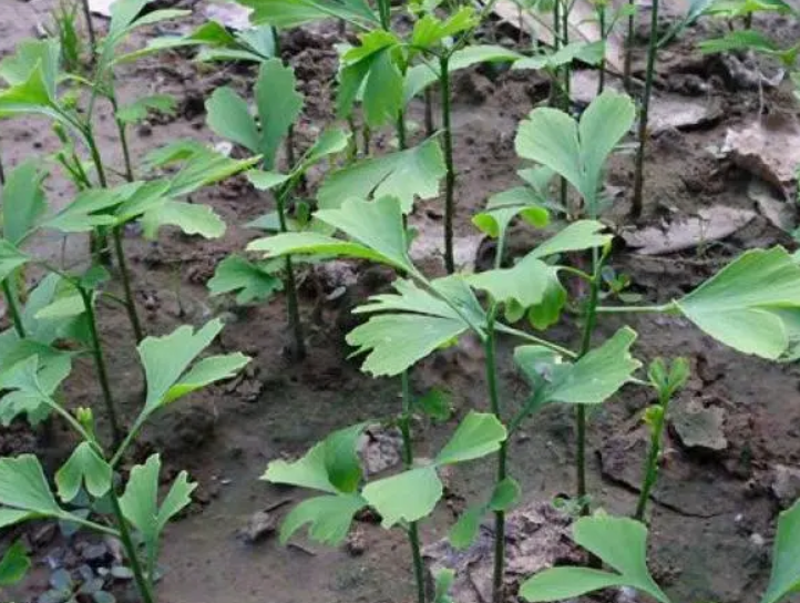 树苗施什么肥长得快