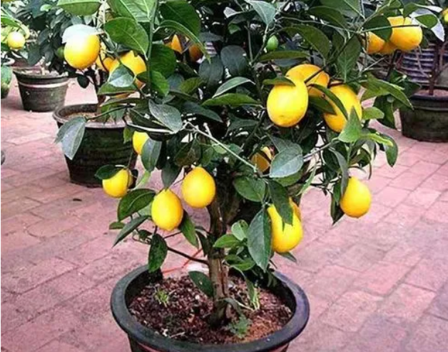 盆栽柠檬几年开花结果