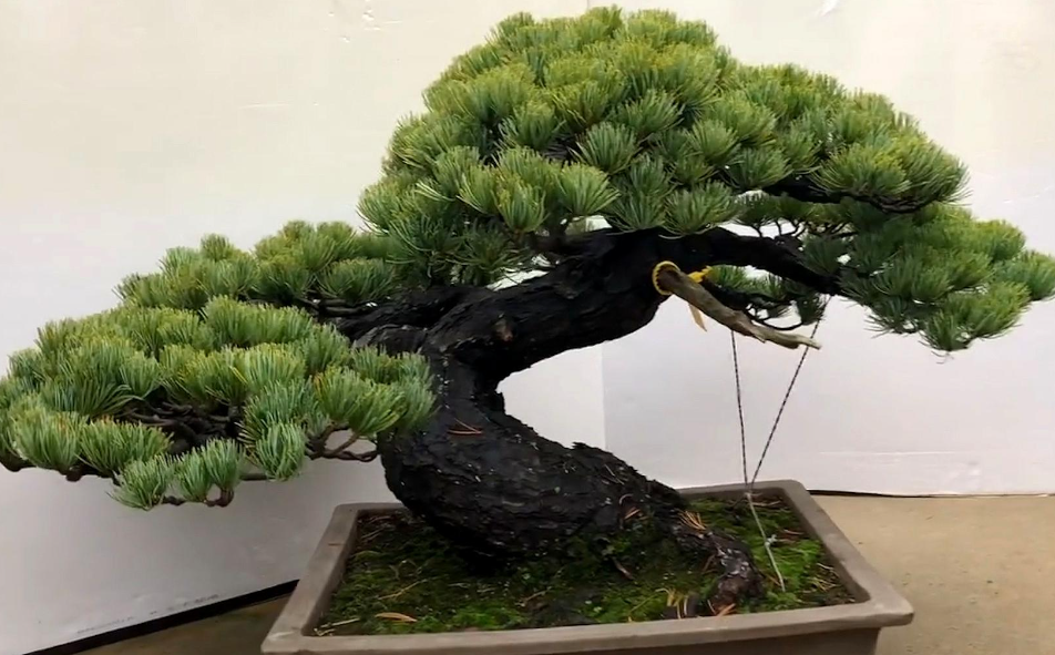 松树的种子靠什么传播