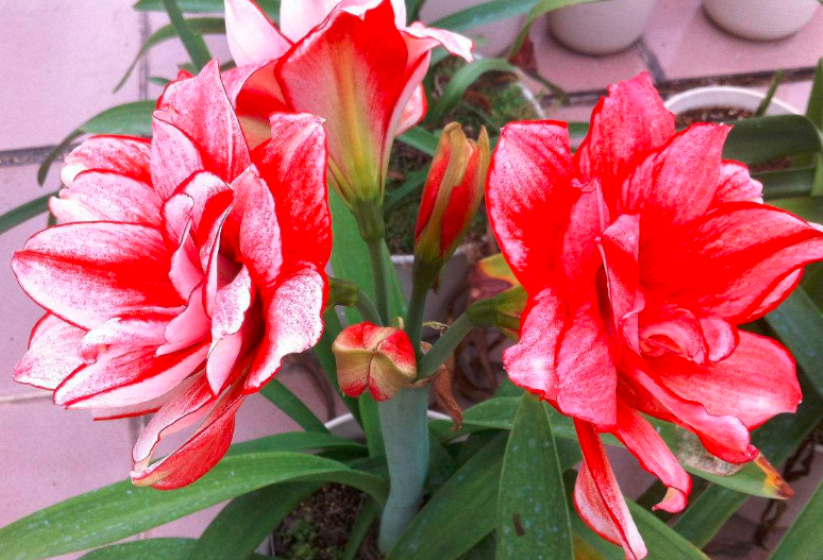 对红开完花怎么办