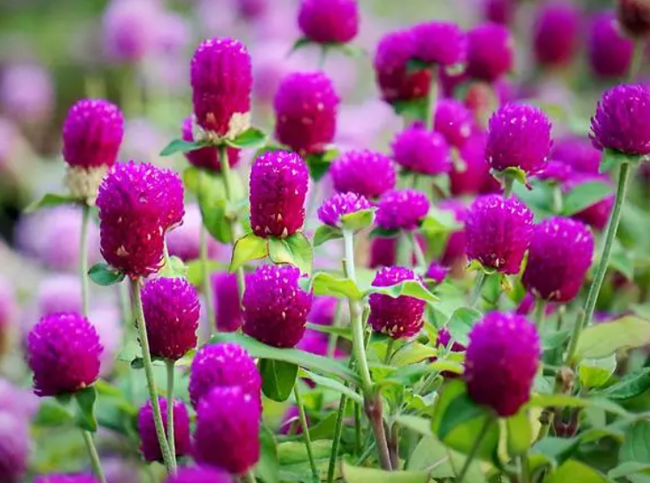 跟千日红很像的花