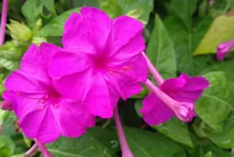 紫茉莉一年开几次花