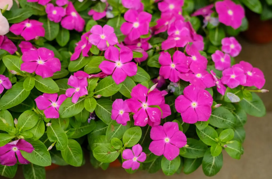 长春花怎么养好它