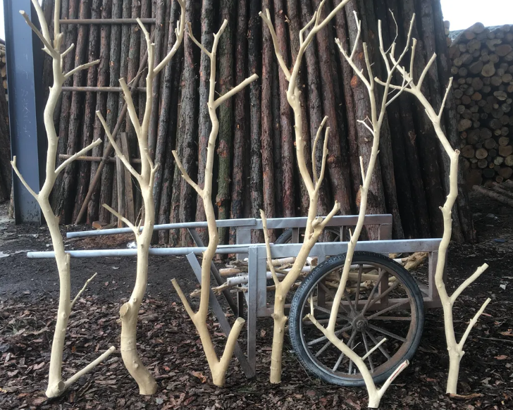 把树枝砍掉只留树干树会死吗