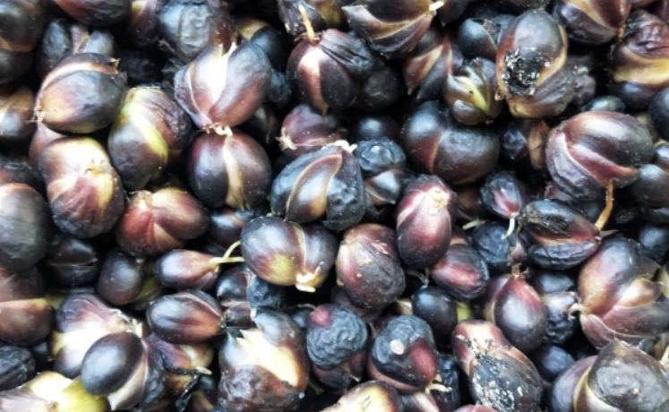 百合花种子的繁殖方法