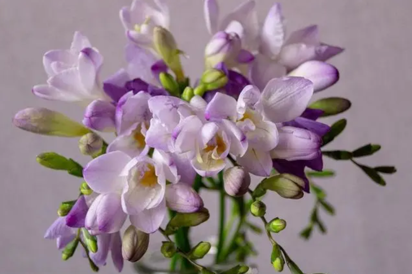 小苍兰花语是什么意思