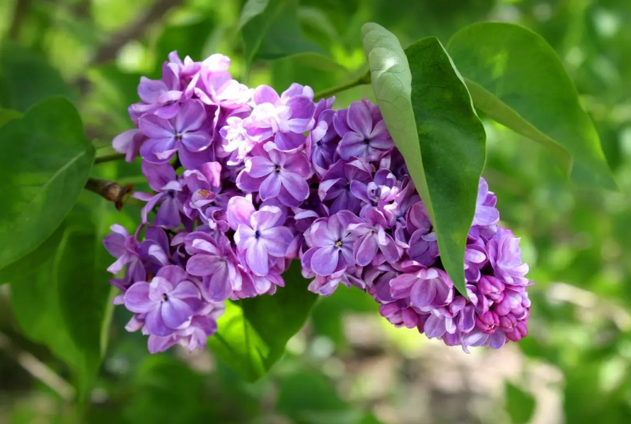 丁香花为什么叫丁香花