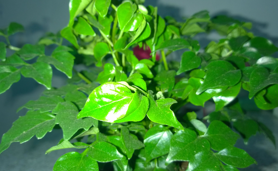 幸福树叶子被咬了但是没有虫