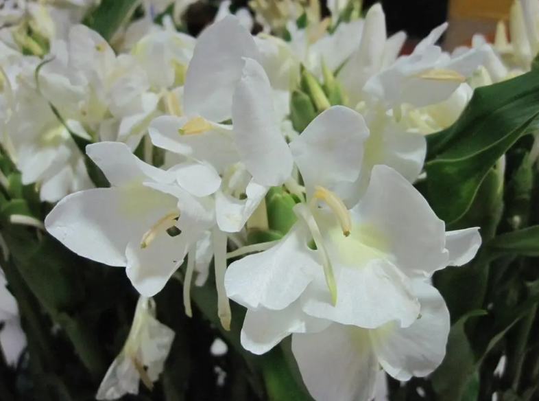 姜花的种植方法和注意事项