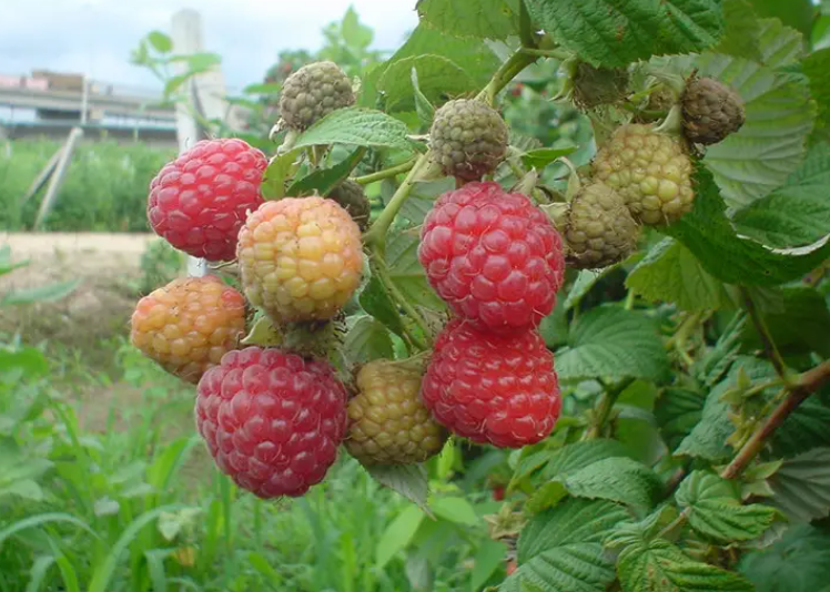 红树梅几年可以结果子