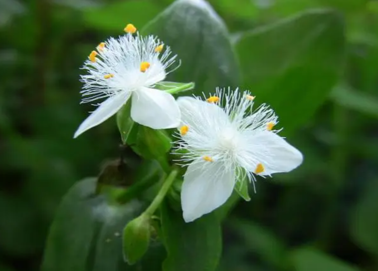 白花紫露草可以室内养吗