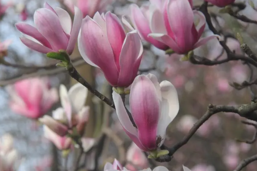 玉兰花叶子发黑干枯怎么办