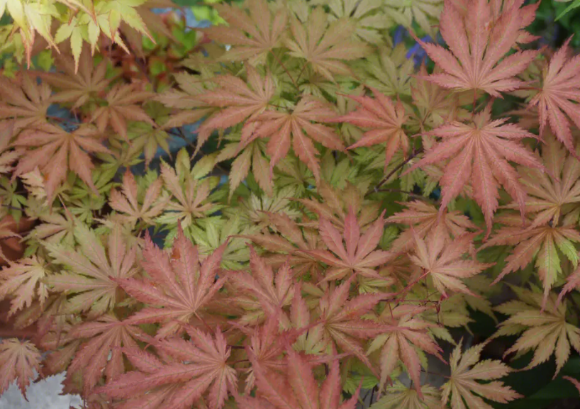 红枫树冬季能修剪吗