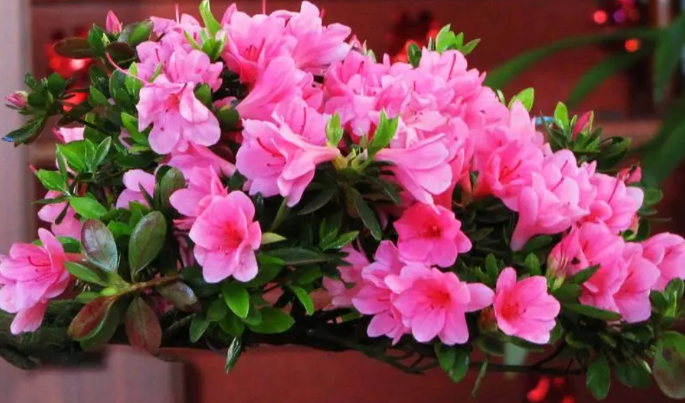 盆栽杜鹃花施什么肥