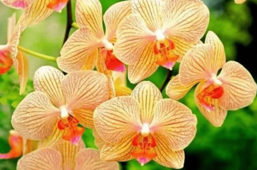 时来运转花怎么养殖