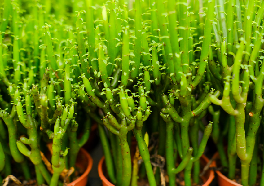 家里养光棍树吉利吗