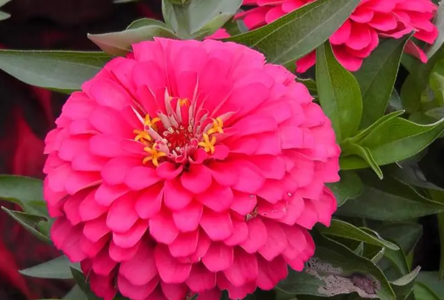 花卉步步高的养殖方法