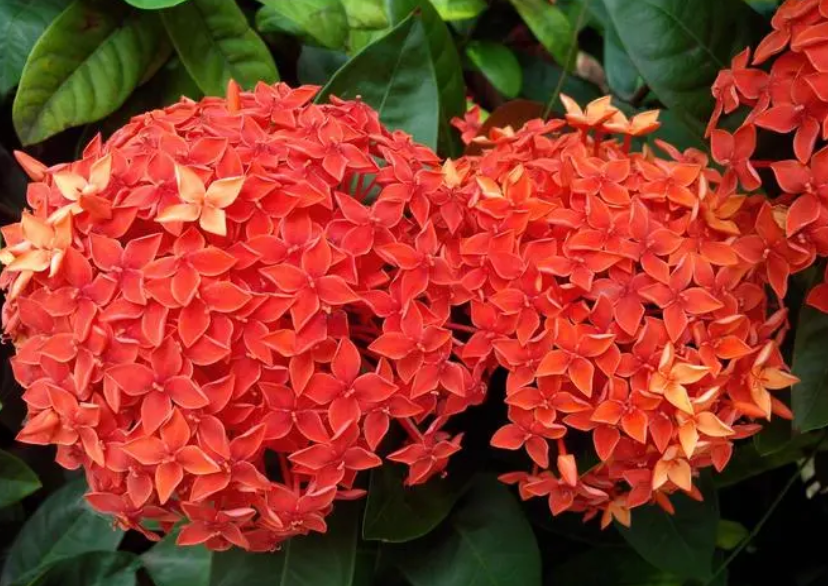 龙船花花谢后剪哪个部位