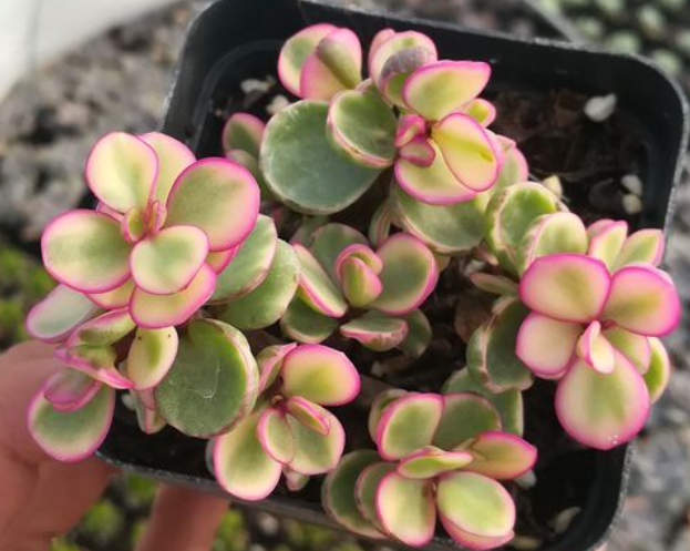 雅乐之舞不开花怎么办