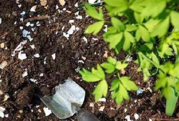 狗粮当花肥用着可以吗