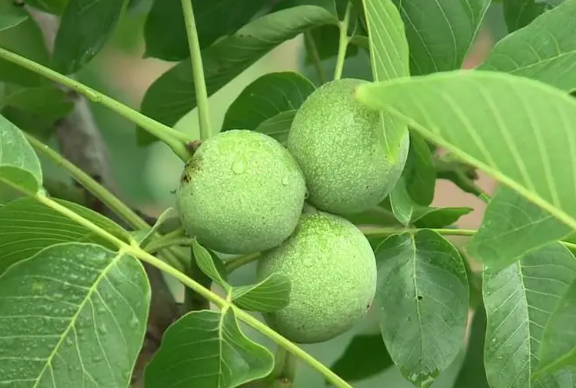 核桃树种植时间和方法