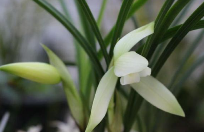 素心兰花中哪个品种好