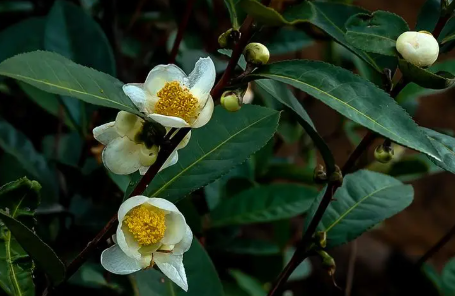 茶叶花和茉莉花是一种花吗