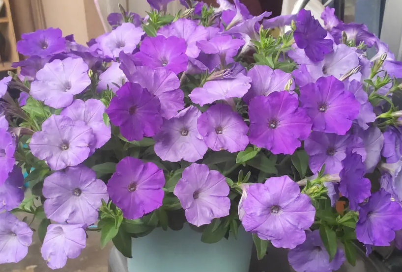 牵牛花什么季节播种好