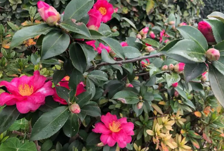 茶梅花蕾期能施肥吗