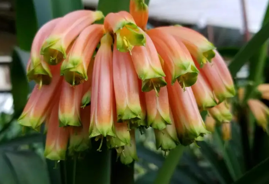 沼泽君子兰几年能开花