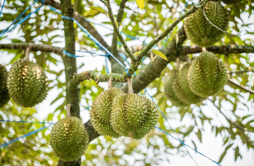 榴莲树什么季节种植最好