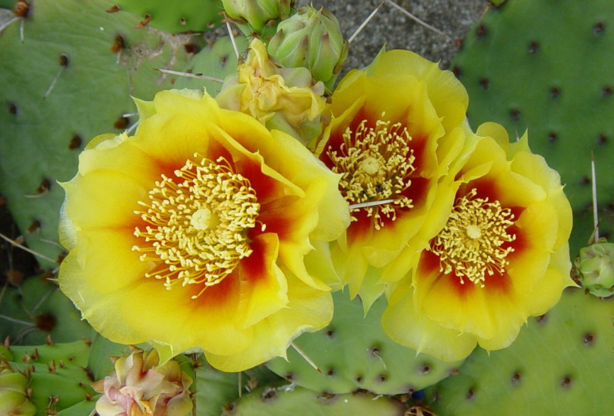 怎样养仙人掌才能够开花