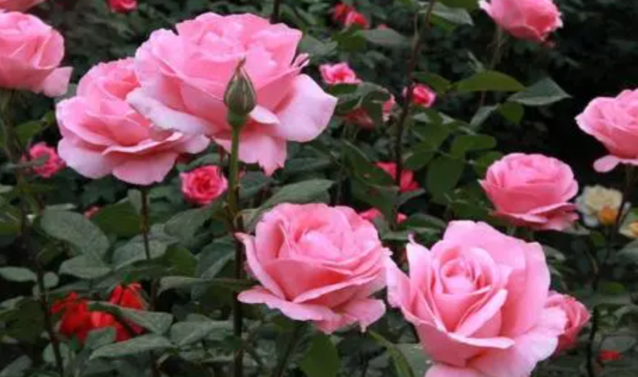 盆栽月季花怎样过冬