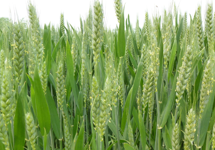 小麦抽穗扬花期是什么时候