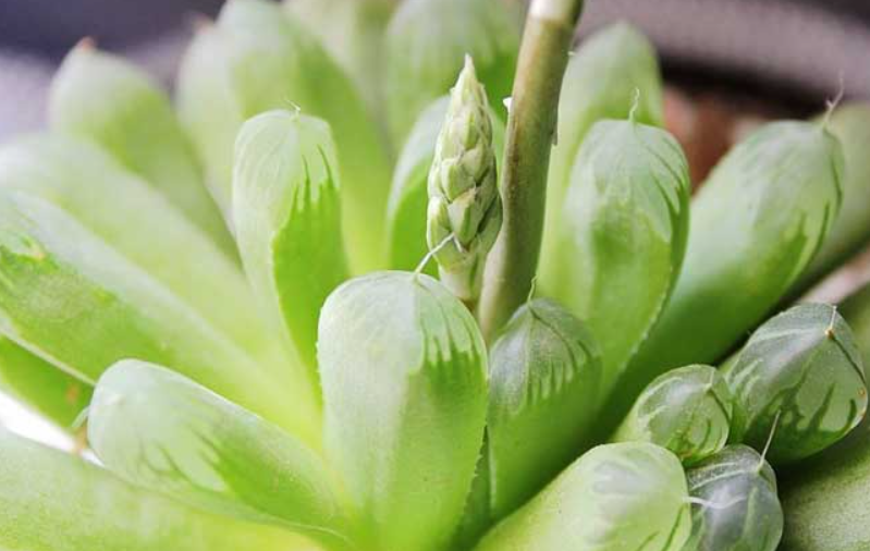 养多肉玉露很花钱