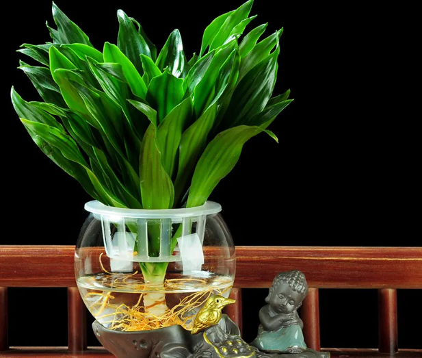 水培太阳神花怎么养