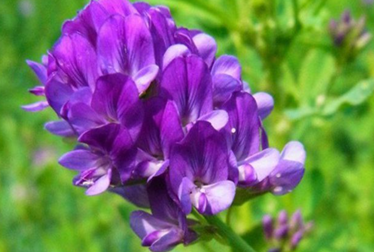 紫花苜蓿播种后好久开花