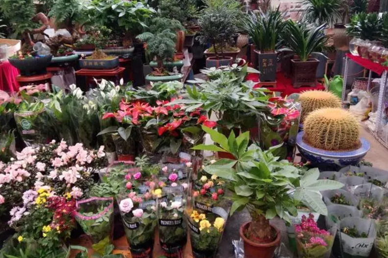 成都龙泉驿花卉市场