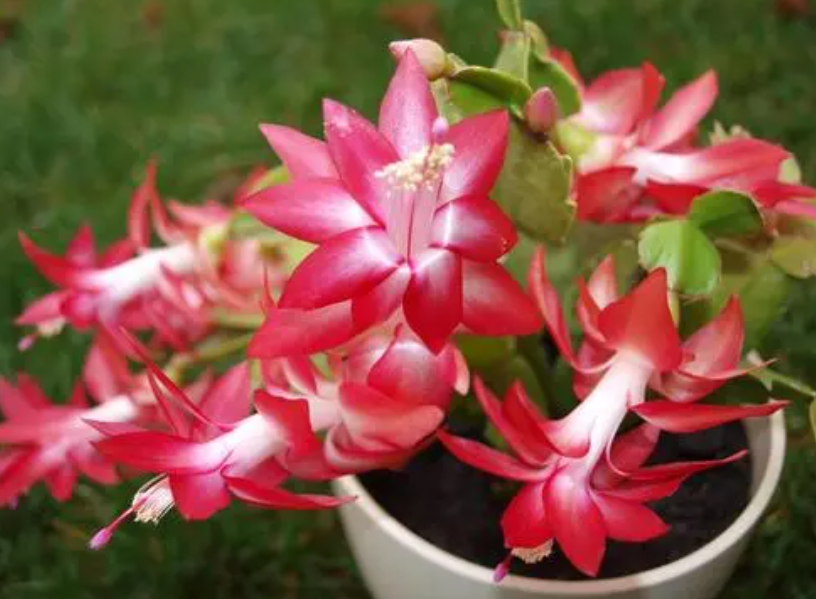 怎样让花开花更多