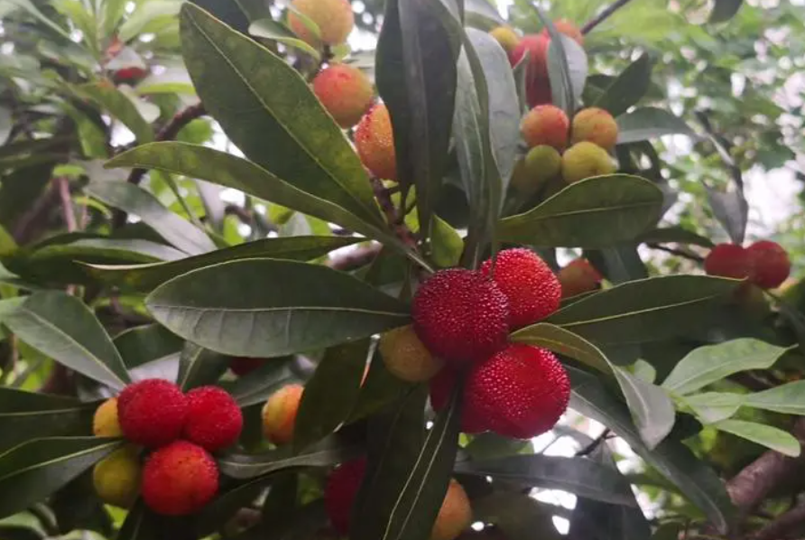 山东适合种植杨梅树吗