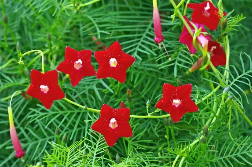 茑萝花颜色的象征意义