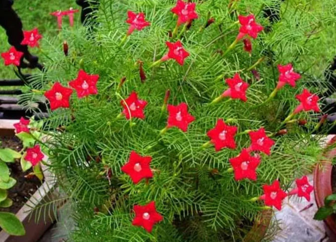 羽叶茑萝和五星花区别